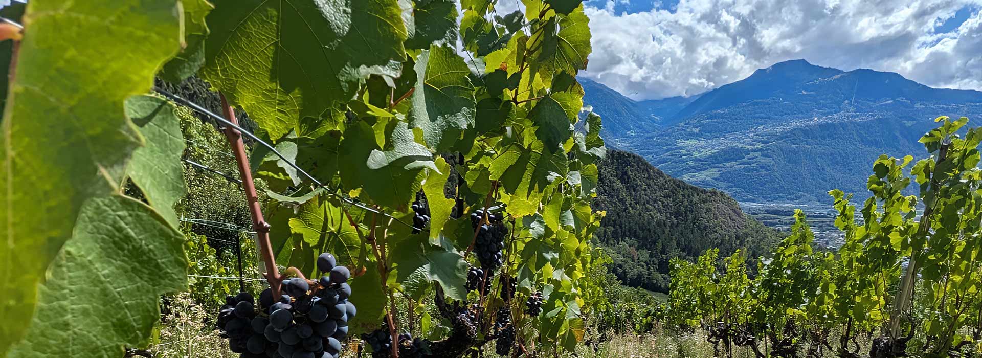 Vignes Kaléidoscope